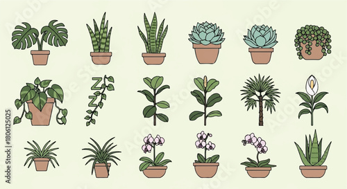 Set of Potted Succulents and House Plants