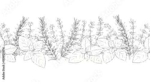 Outline Drawing of Wild Lavender Bunch