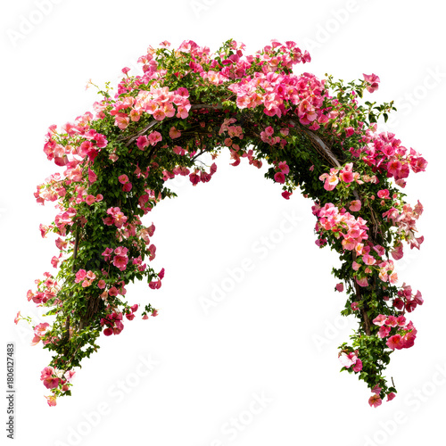 Archway adorned with vibrant pink blooming flowers and lush green foliage on a transparent background, cut out