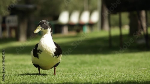 duck in the grass
