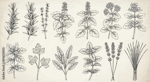 Collection of Various Hand-Drawn Engraving Style Botanical Illustrations of Culinary Herbs Vector Set
