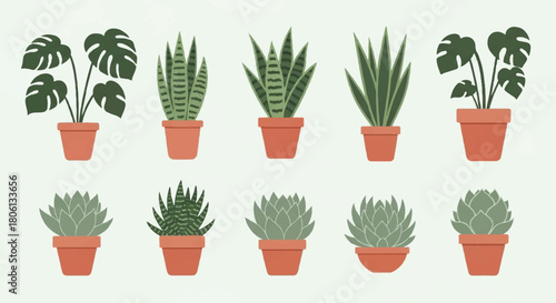 Collection of Potted Succulent and Cactus Plants