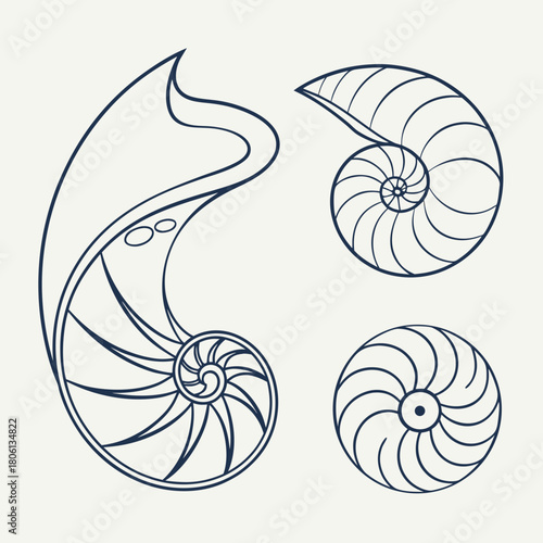 Nautilus Shell Abstract: This striking illustration features intricate nautilus shell renderings, showcasing their elegant spiral patterns in precise detail.
