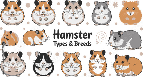 Different Hamster Breeds Cartoon Illustrations of Various Colored Hamsters Featuring Different Markings and Coat Patterns