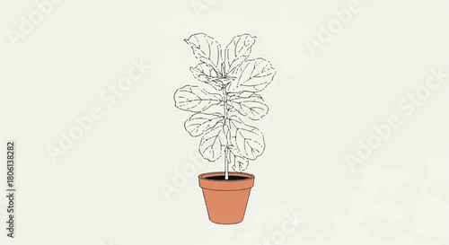 Outline Drawing Fig Plant in Terracotta Pot