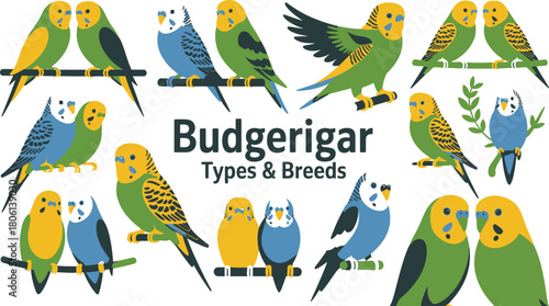 Diverse Budgerigar Illustration Depicting Various Colors, Markings, and Types of Budgies Perched on Branches