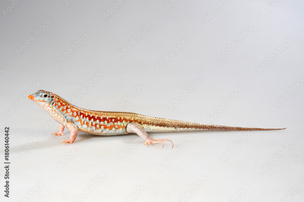 Fototapeta premium Peters's keeled cordylid, Malagasy plated lizard // Juwelenschildechse (Tracheloptychus petersi) - Madagascar