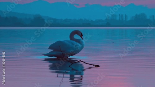 swan on the lake