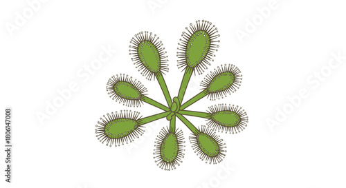 Top-down view of a sundew plant, showing its sticky tentacles and green leaves.