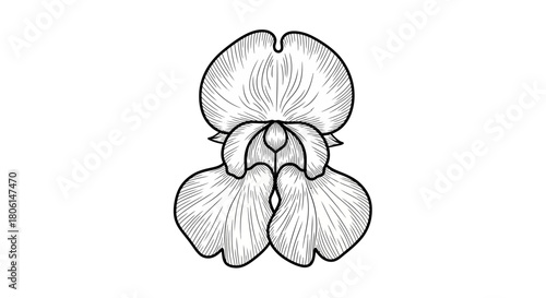A detailed, grayscale illustration of an iris flower, showcasing its petals and structure.