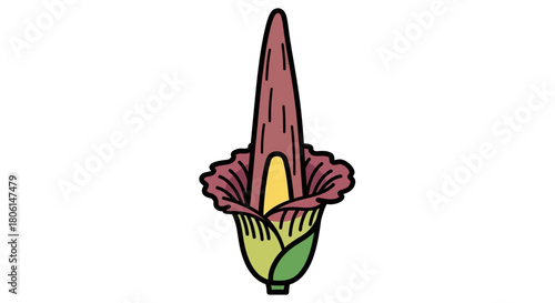 Illustration of a Titan Arum flower, featuring a tall spadix and ruffled spathe, isolated on a white background.