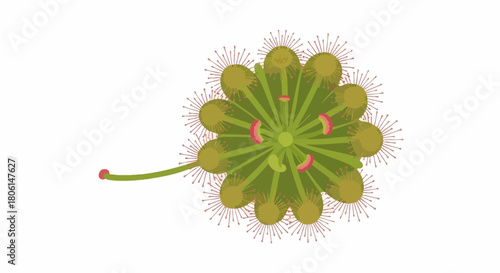 A stylized illustration of a carnivorous sundew plant with its sticky traps.