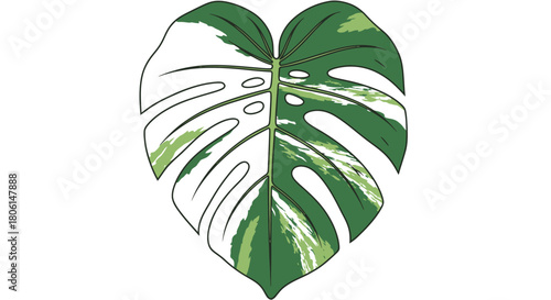 A split Monstera leaf illustration, half green and half white, against a white background.