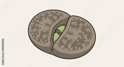 Illustration of a Lithops plant, showing the split and visible inner leaves.