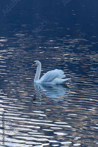 white swan in the lake