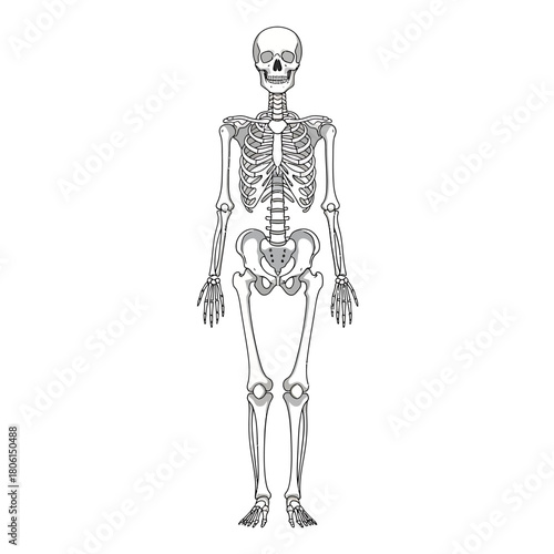 Detailed Illustration of a Human Skeleton Anatomy.