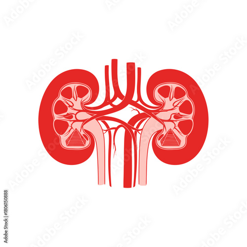 Illustration of Human Kidneys with Arteries and Veins.