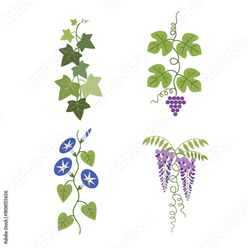 Botanical illustration set of four climbing plants ivy grape morning glory and wisteria.