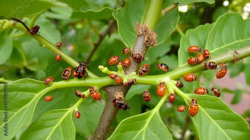 Many firebugs on a tree in different stages of development