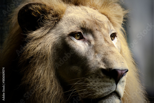 close up portrait of a lion