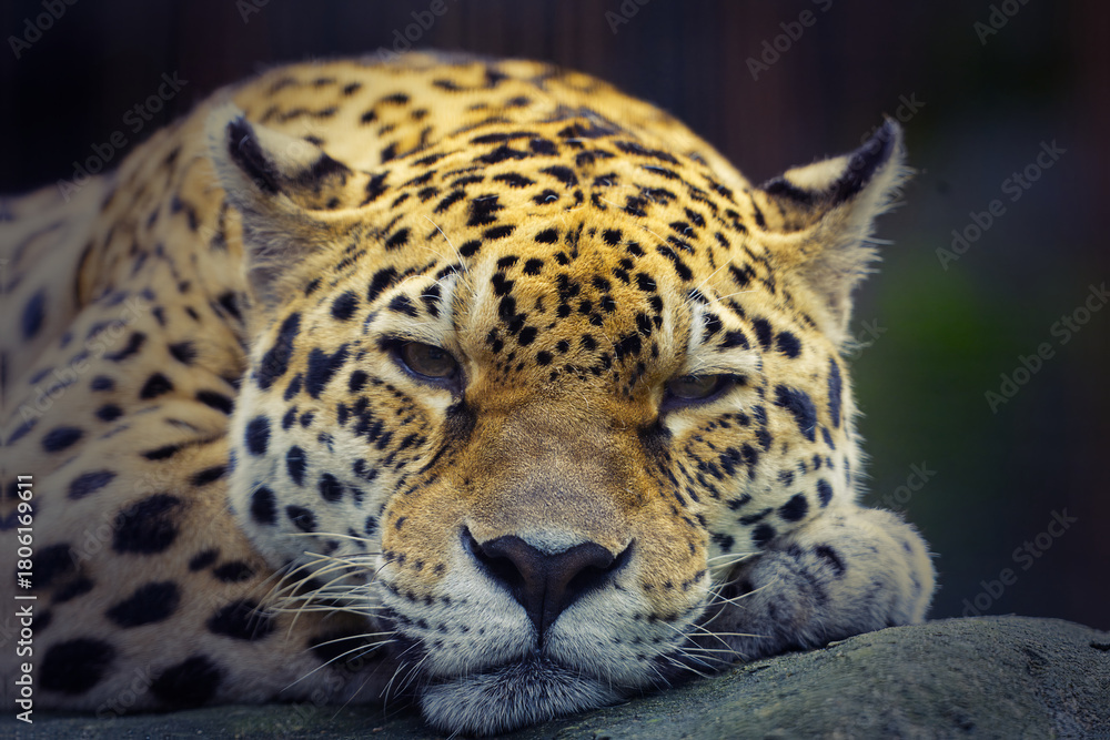 Obraz premium Front on resting leopard