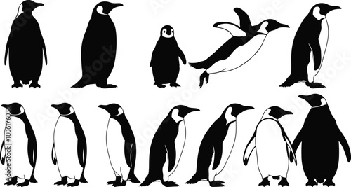 Penguin Silhouettes Vector Set of Twelve Emperor Birds Standing Swimming and Walking Poses