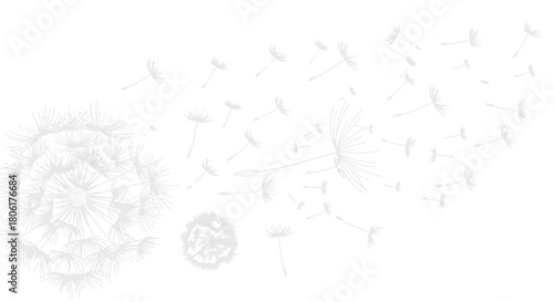 Elegant dandelion seed dispersal in monochrome for a modern nature inspired graphic design project or minimalist botanical illustration with soothing airy feel