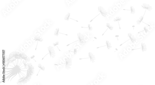 Delicate dandelion seeds gracefully floating in the breeze on clean white background, light and airy design element for springtime promotions and creative projects