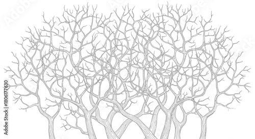 Intricate bare tree branches creating a captivating forest canopy design element, perfect for artistic projects and nature-themed backgrounds or illustrations