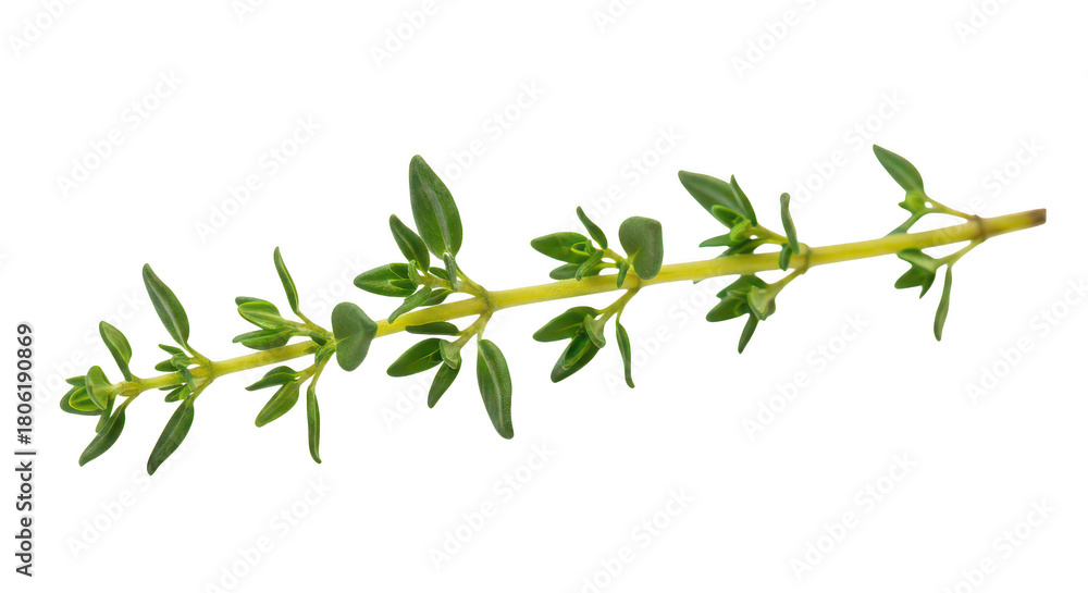 Obraz premium Fresh Thyme Sprig Isolated On Black Background