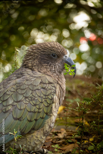 close up Kea bird in New Zealand