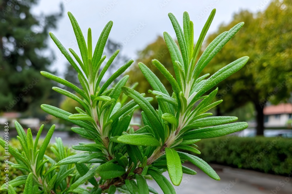 Obraz premium Fresh rosemary sprigs growing in garden closeup