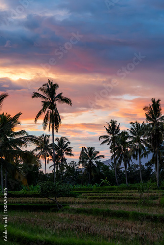 palm trees at sunset