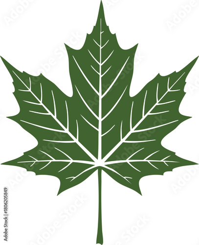 Green maple and oak leaf isolated vectors, single objects of nature's foliage, perfect for a white background plant season pattern