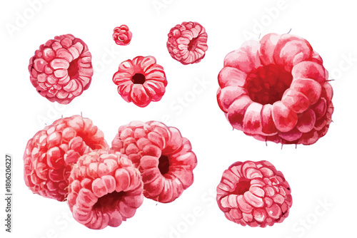 watercolor raspberry berry branch with green leaves illustration hand drawn berries clip art