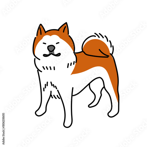 秋田犬が堂々と立つ姿をシンプルに描いたベクターイラスト｜白背景に独立して配置された温かみのある表情と特徴的な巻き尾を分かりやすく表現した素材