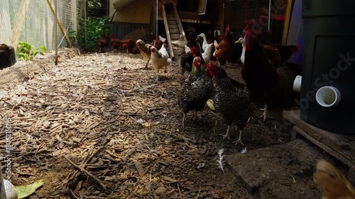 Super time lapse of cage free hens and some ducks and one white turkey strolling inside enclosure and feeding from barrel food dispensers