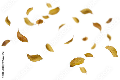 Beautiful golden autumn leaves floating and falling freely against a clean white background, perfect for seasonal designs, fall decorations, and autumn-themed projects with natural earthy tones

