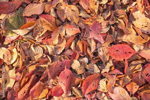 Autumn transforms the landscape with warm hues of gold and red, crisp air, and gentle sunlight.