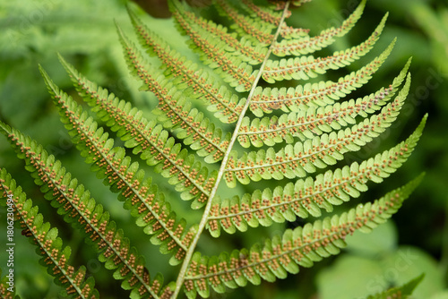 Photos Fern Sori Close-Up, Brown Spore Clusters on Underside of Leaf