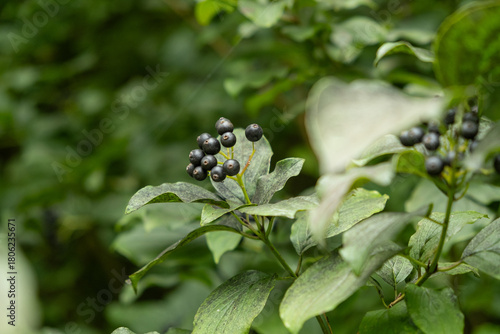 Closeup of Wild Berries Growing in Alpine Nature