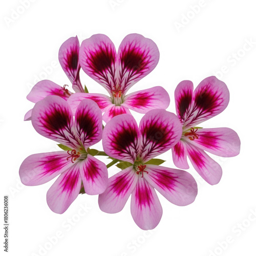 Beautiful pink geranium flowers isolated on transparent background in closeup