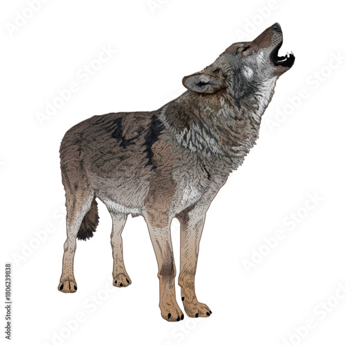 Illustration of wolf howling isolated on white background