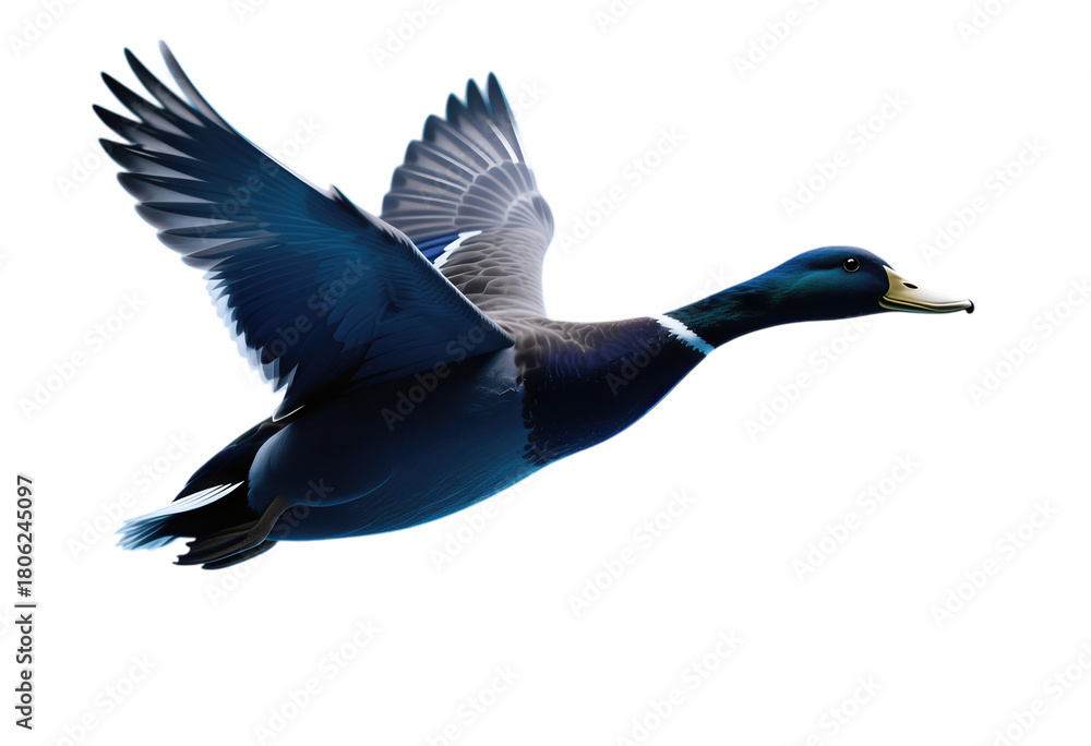 Obraz premium Mallard Duck in Flight with Wings Spread