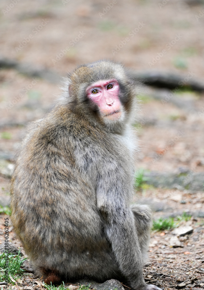 Naklejka premium Japanese macaque in its natural habitat. Macaca fuscata. 