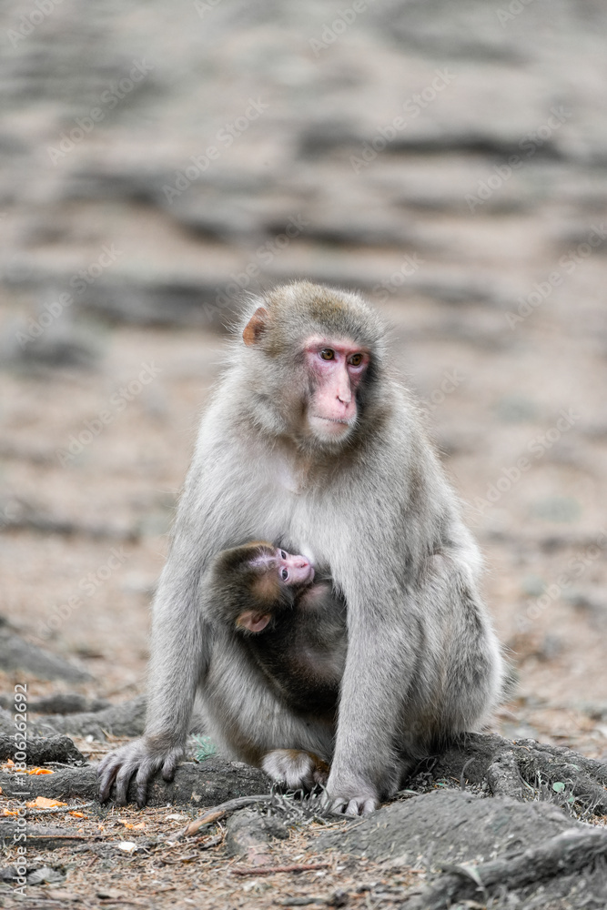Naklejka premium Japanese macaque mother with her young in its natural habitat. Macaca fuscata.