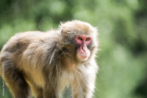 Konstfotografi Japanese macaque in its natural habitat. Macaca fuscata.