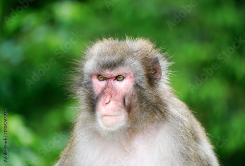 Japanese macaque in its natural habitat. Macaca fuscata.

