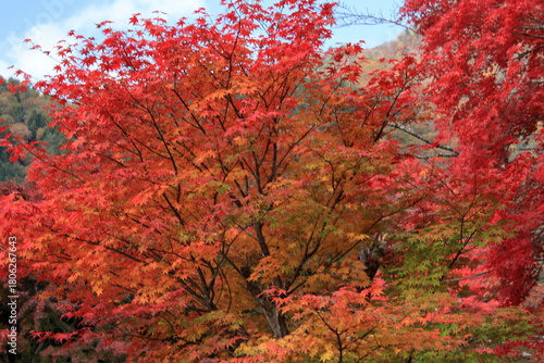 The autumn leaves during this season are beautiful