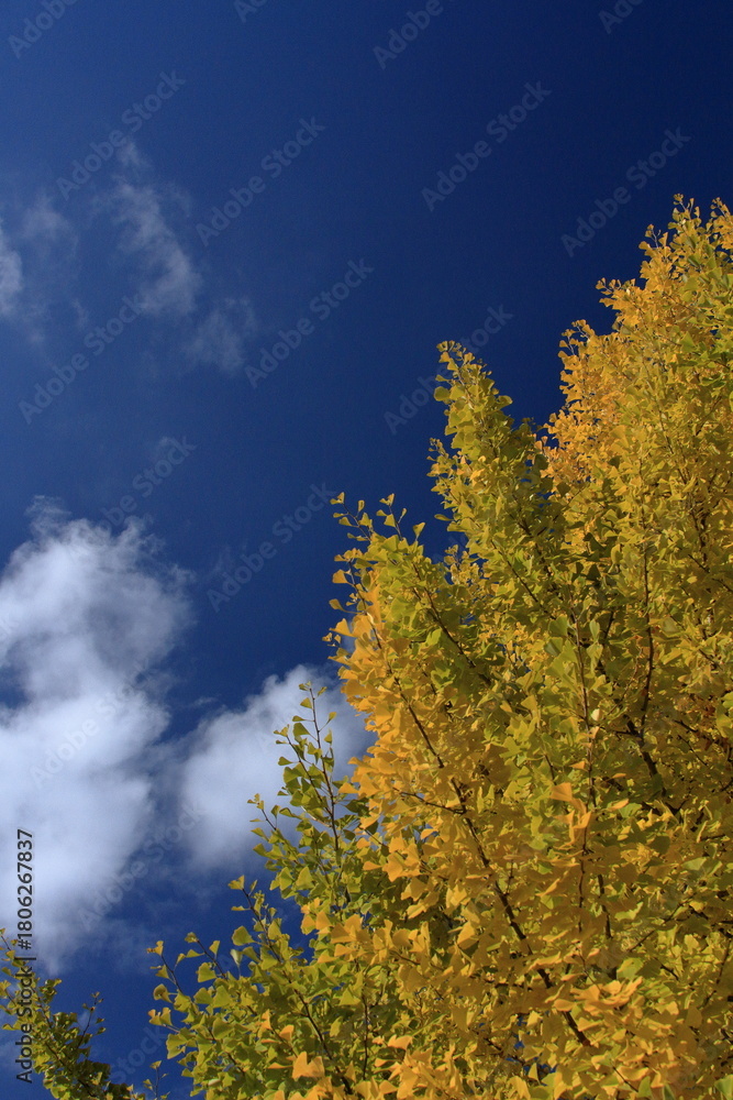 Fototapeta premium The autumn leaves during this season are beautiful